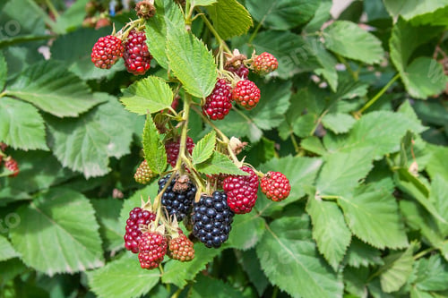 Preview: Red And Black Wild Blackberries Bushes And Branches On Green Leaves Background In The Garden During