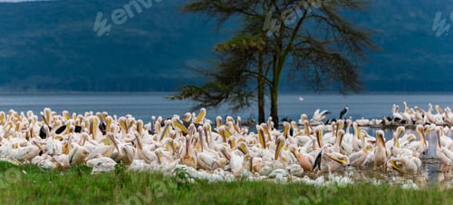 Preview: Great White Pelicans In Lake Nakuru National Park - Kenya, Africa.