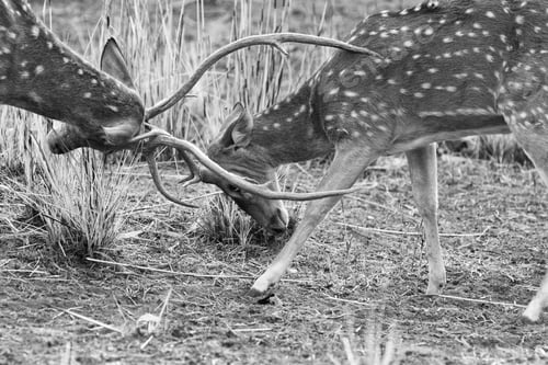 Preview: Chital Or Cheetal Deer (Axis Axis), Also Known As Spotted Deer Or Axis Deer In The Bandhavgarh