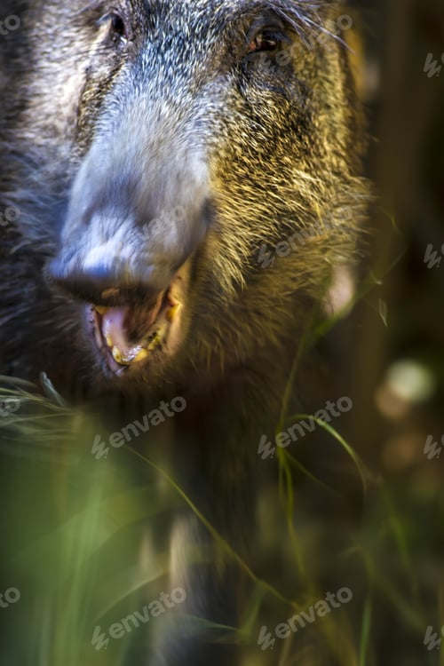 Preview: Portrait Of Wild Boar. Blur Nature Background. Animal. Boar. Sus Scrofa.