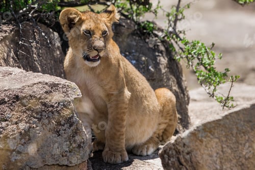 Preview: Lion Cub In The Maasai Mara National Park, Kenya