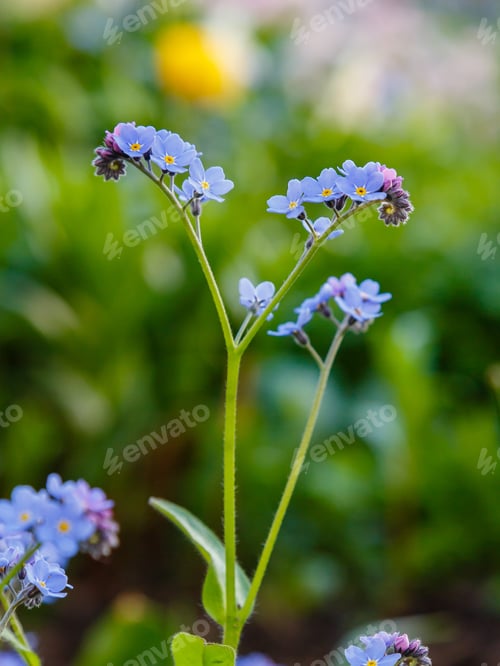 Preview: Blue Flowers Of Forget-Me-Not. Summer Or Spring Background. Copy Space