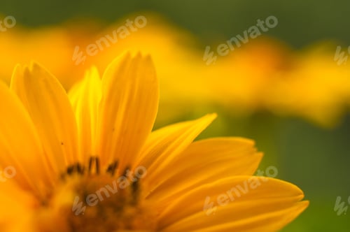 Preview: Bouquet Of Bright Yellow Flowers Heliopsis Helianthoides