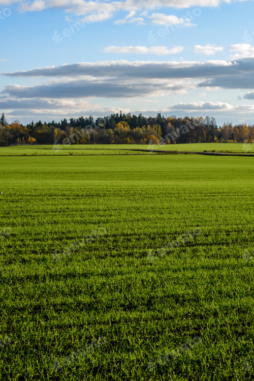 Preview: Green Cultivated Fields In Countryside With Straight Lines. Agriculture Under Clear Sky