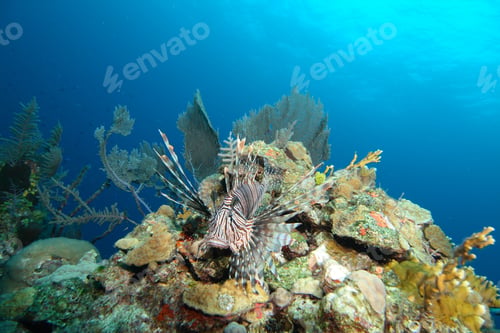 Preview: Lionfish In The Bahamas