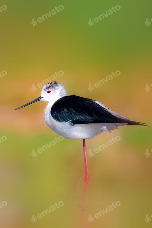 Preview: Cute Water Bird. Colorful Nature Background. Common Water Bird.