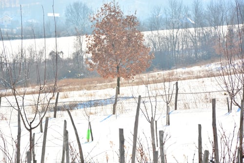Preview: Winter Vineyard,Winter Landscape