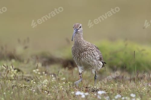 Preview: Whimbrel (Numenius Phaeopus) Iceland