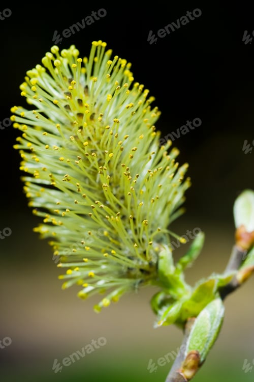 Preview: Close Up Of A Yellow Bud Over Dark Blurred Background