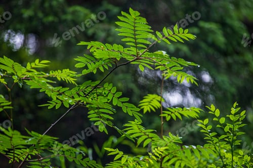 Preview: Summer Sun Lit Green Forest Park For Relaxsation In Nature