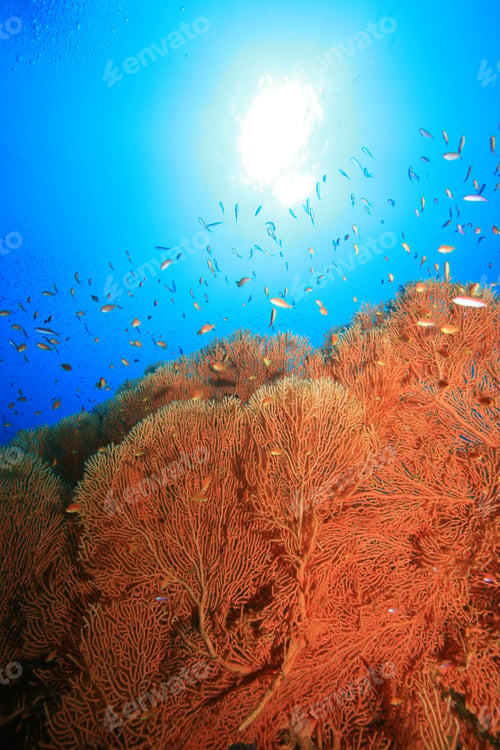Preview: Gorgonian Fan Coral (Annella Mollis)