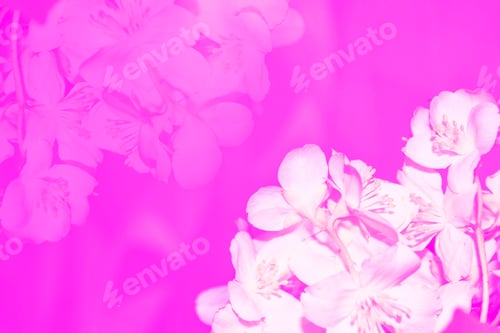 Preview: White Jasmine. The Branch Delicate Spring Flowers