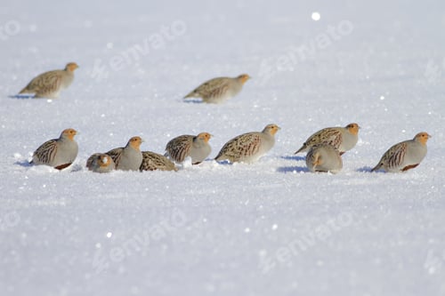 Preview: Partridge. Grey Partridge. Perdix Perdix. Winter And Snow Background.