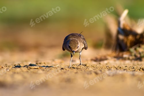 Preview: Nature And Bird. Collared Pratincole. Natural Background. Glareola Pratincola.