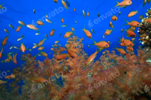 Preview: Colorful Soft Corals And Lyretail Anthias Shoal