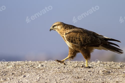 Preview: Bird Of Prey. Blue Sky Background. Bird: Long Legged Buzzard. Buteo Rufinus.