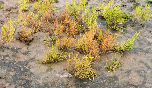 Preview: Coastal Salt Water Plants Growing In Mud