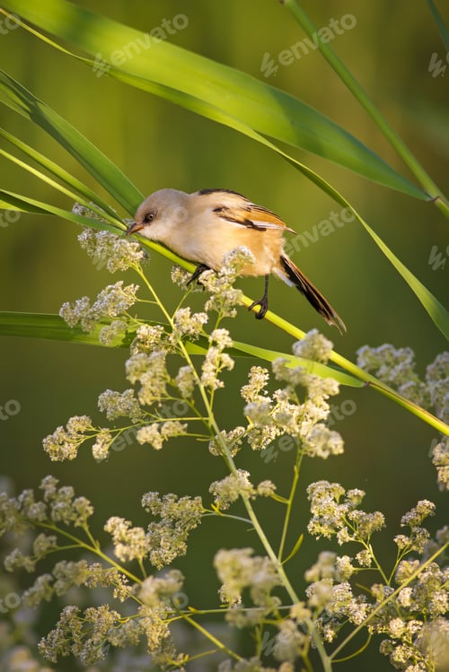 Preview: Cute Bird. Green Reeds. Nature Background Bearded Reedling / Panurus Biarmicus