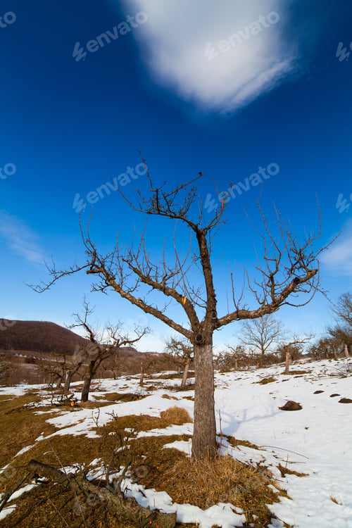 Preview: Countryside Landscape With An Orchard In The Winter