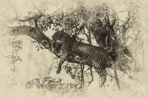 Preview: Vintage Style Image Of A Leopard On A Tree In The Etosha National Park, Namibia, Africa
