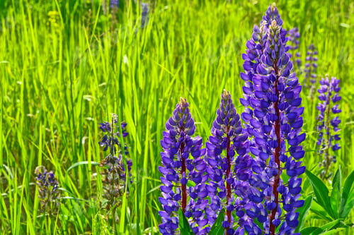 Preview: Summer Landscape With Beautiful Bright Lupine Flowers