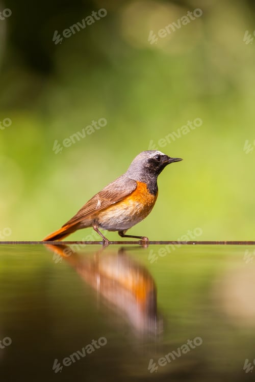 Preview: Small Bird At A Pond