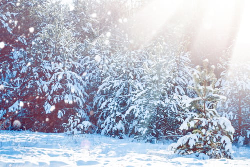Preview: Sunny Day. Frozen Winter Forest With Snow Covered Trees. Outdoor