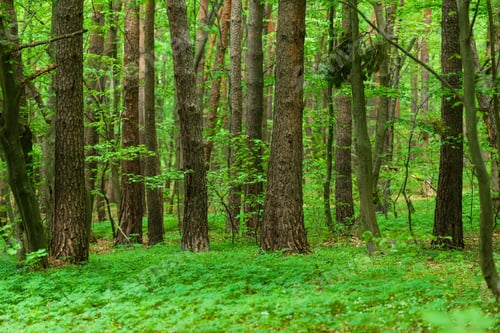 Preview: Beautiful Spring Forest With Fresh Green Leaves And Trunks
