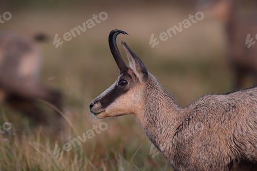 Preview: Chamois (Rupicapra Rupicapra) Vosges Mountains, France