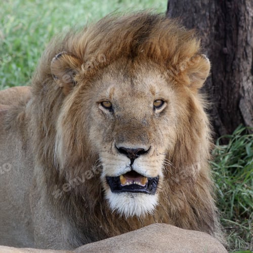 Preview: African Lion In The Serengeti National Park, Tanzania