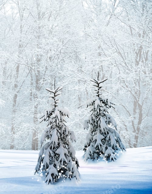 Preview: Winter Forest. Winter Landscape.