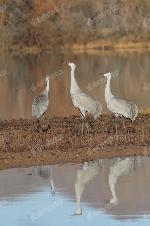 Preview: Sand Hill Crane (Grus Canadensis) At Bosque Del Apache National Wildlife Refuge