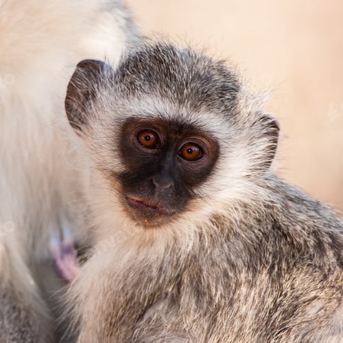 Preview: Vervet Monkey (Chlorocebus Pygerythrus) In Kruger National Park, South Africa