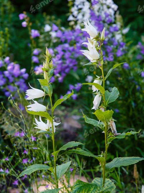 Preview: White And Blue Campanula In Summer Garden