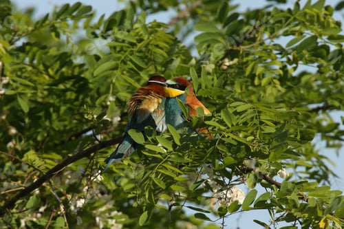 Preview: European Bee-Eater (Merops Apiaster) Germany (East)