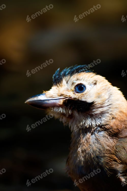 Preview: Cute Bird Eurasian Jay Portrait. Dark Brown Nature Background. Eurasian Jay / Garrulus Glandarius