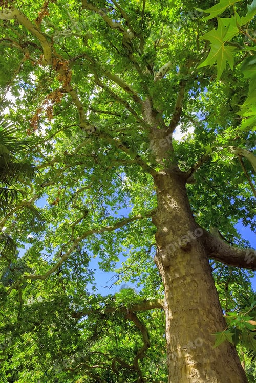 Preview: Tree Green Leaves Natural Background In Sun Day
