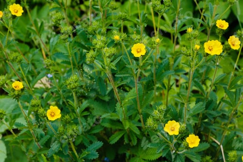 Preview: Yellow Flowers Of The Potentílla Erecta In Garden. Medicinal Plants In The Garden