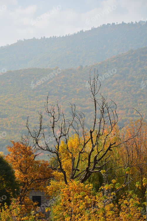 Preview: Autumn Trees