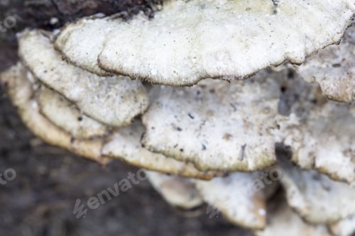 Preview: White Tree Mushrooms On An Old Trunk With Natural Background