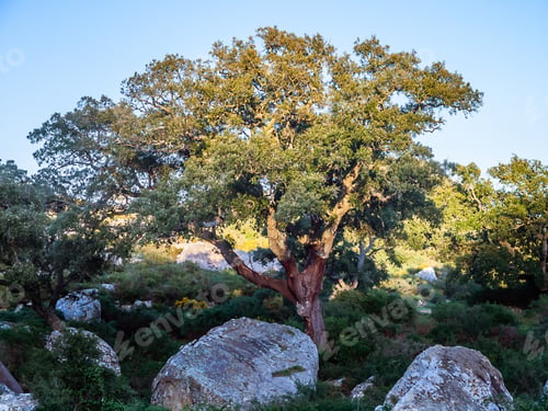 Preview: Old Cork Oak In The Andalusian Countryside. "Parque De Los Alcornocales", Algeciras, Andalusia