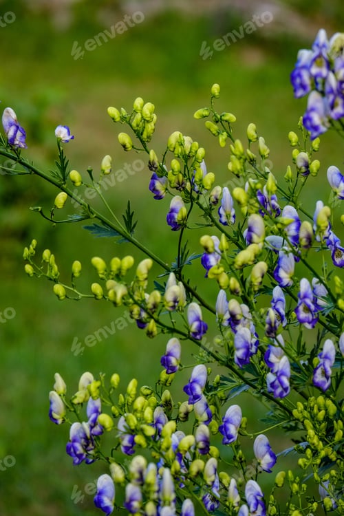 Preview: Countryside Garden Flowers On Blur Background And Green Foliage In Summer