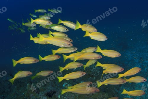Preview: School Yellow Fish Underwater