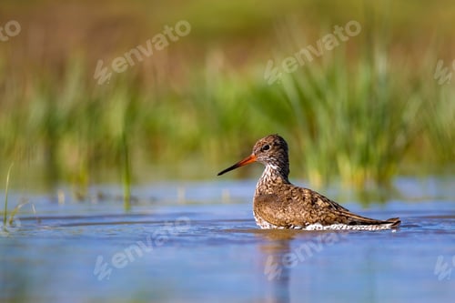 Preview: Nature And Bird. Common Water Bird Spotted Redshank. Tringa Erythropus. Green Blue Nature Habitat