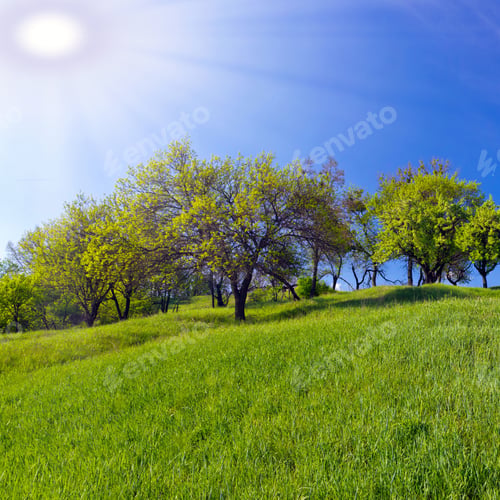 Preview: Field Of Grass Natural Green Background Sun Day