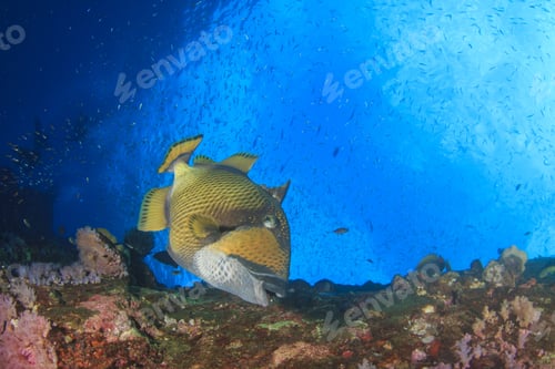 Preview: Titan Triggerfish Fish