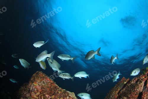 Preview: Fish School In Ocean