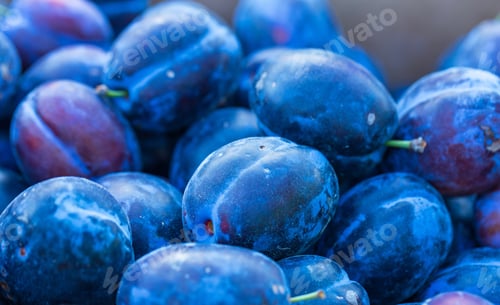 Preview: Plums Background. Beautiful Blue Plums In Close Up - Background Of Fresh Fruits.