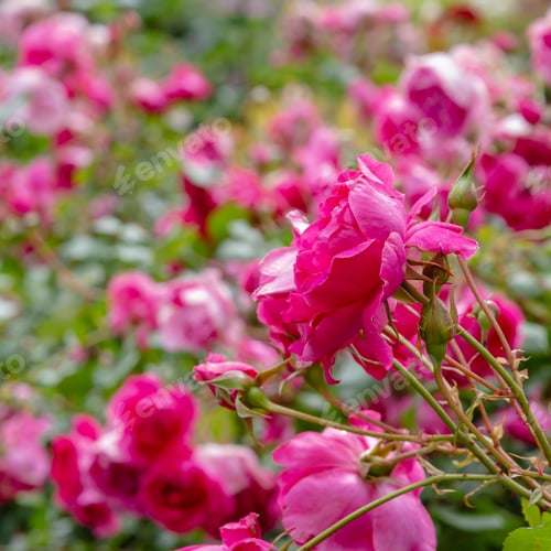 Preview: Сlimbing Rose On A Natural Background. Growing Roses In The Garden. Purple Rose Flowers On The Rose