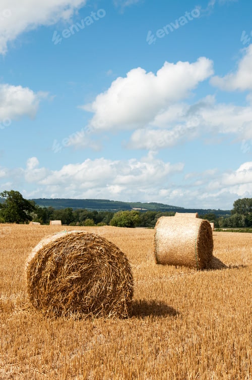 Preview: Summer Wheat Fields And Straw Bales.